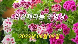 리갈제라늄 꽃영상 / Regal Pelagonium flowers.