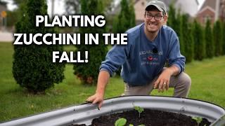 Why September is The BEST Time to Grow Zucchini!