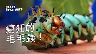 8種瘋狂的毛毛蟲！| 奇怪動物紀錄片