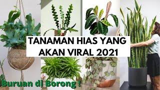 Buruan Borong ! Inilah Tanaman Hias Yang di Prediksi Bakal Viral Tahun 2021