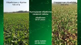 Фунгицидная обработка сахарной свёклы с Фултек (Fulltec)