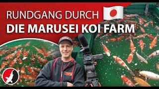 Rundgang auf der Marusei Koi Farm!