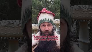Пантерный мухомор Опасная сила #мухомор #пантера #микродозинг #shorts