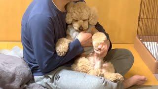 リンパマッサージが気持ち良すぎてうっとりする大きいトイプードル【デカプー】【トイプードルのロアくん】【toy poodle】