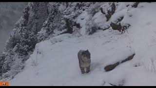 In the footsteps of the snow leopard (part 1)