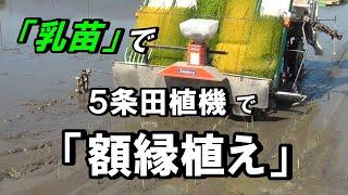 【田植え】息子が初めての「額縁植え」！ 植え方を説明しながら撮影しました・・初心者の方に見てもらえたら嬉しいです