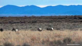 Take a trip to Montana with photographer Craig W. Hergert on the American Serengeti