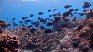 Stunning 360 View of Palmyra Atoll © Joe Pollock/TNC  (360° Video)