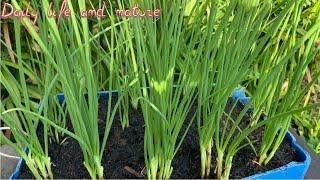 How To Grow Scallions/Green Onions from Cutting | Daily Life and Nature