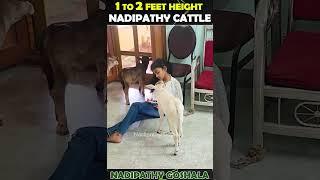 Adorable cow shortest cows breed below 2 feet height #youtube #viral #reels #miniature #trend