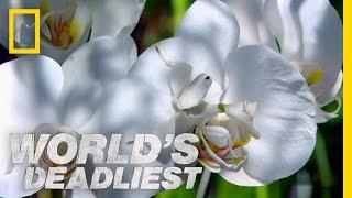 Deadly Disguised Orchids | World's Deadliest