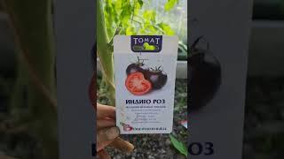 Томат Индиго Роз от #БИОТЕХНИКА #томаты #огородники #огород