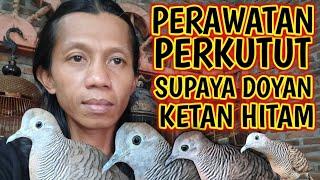 PERAWATAN PERKUTUT SUPAYA DOYAN KETAN HITAM