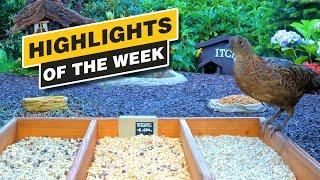 Highlights Of The Week - August 2024 - Week 31 