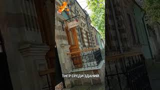 Архитектура Кишинёва. #молдова #кишинев #путешествияпоевропе #архитектура #полосатыездание