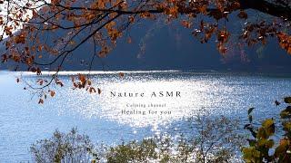 Sparkling Tranquil Autumn Lake at the End of Fall, Wind Sounds Filling the Heart ASMR 