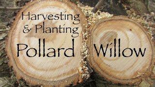 Pollard willow, Harvesting and Planting