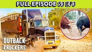 Volatile Rodeo Bulls Escape From Truck At Night | Outback Truckers - Season 3 Episode 3 FULL EPISODE