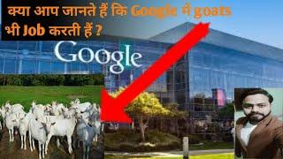 क्या आप जानते हैं कि Google company में बकरियां भी Job करती हैं?/ MS Motivation 2M