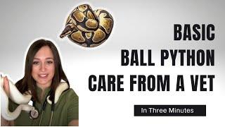 Basic Ball Python Care and Husbandry from a Veterinarian