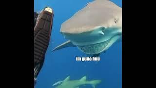 Strange Shark