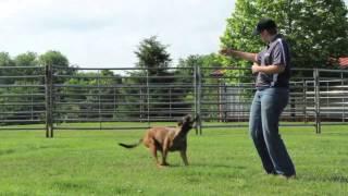 Global K9 Protection Services: Meet Courtney Robbins