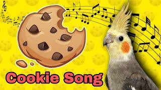 Cookie Song | จิงเจอร์ปุ๊ดๆ | Cookie Cookie | Cockatiel Training Sound | Cockatiel Training Songs