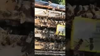 Через сутки будет принятие матки #пчеловодство #пасека #пчелы #медок #пчелинаяматка #натуральный