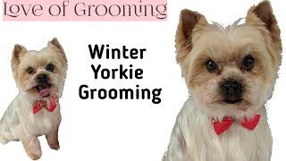 Winter Trim on a Yorkshire Terrier | Grooming a Yorkie