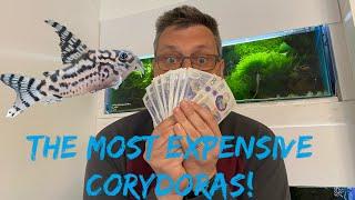 The most expensive corydoras CW111 aka Vulcan