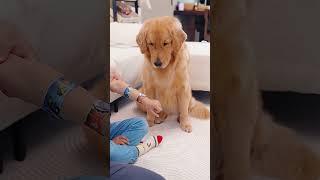 Are dogs fun? Dogs’ thoughts are written on their faces. Golden Retriever. Children and Dogs. Dogs