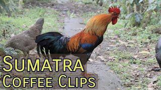 Sumatra Coffee Clips - Sweet Marias