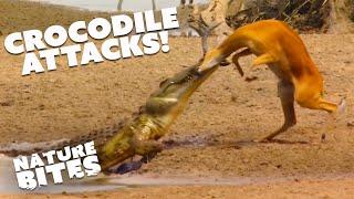 Crocodile's Predatory Behavior- Witness the Brutal Attack on a Gazelle  | Nature Bites