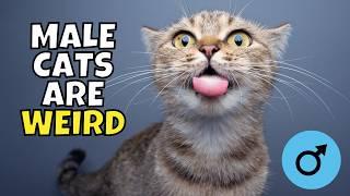 6 Super Weird Male Cat Behaviors (#2 Stinks)