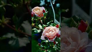 Розы #love #розы #садсвоимируками #сад #ландшафтныйдизайн #огород #самара #хризантемамультифлора