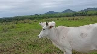 O que é preciso ter para comprar e vender gado. Cadastro de Produtor.