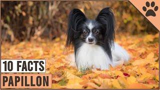 Papillon Dog Breed - Top 10 Facts | Dog World