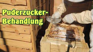 Varroa bekämpfen mit Puderzucker!! Geht das? Artgerecht Wesensgemäß Behandlungsfrei Treatmentfree