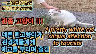 예쁜 흰고양이가 관광객들에게 애교를 부리며 즐김..관종 고양이.A pretty white cat shows affection to tourists..Jeonju Hanok vill