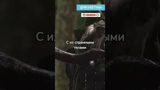 Гигантсике ленивцы  #live #shortvideo #planet #мир #жизнь #планета #world #древние #природа