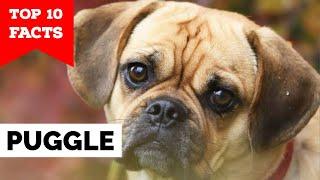Puggle - Top 10 Facts