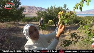 'DÜNYANIN KAYISI BAŞKENTİ'NDE HASAT BAŞLADI