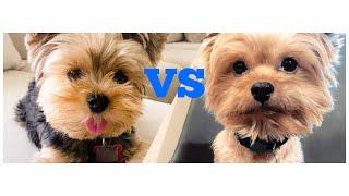 Yorkie vs Yorkie Poo (What's the difference)