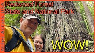 Breathtaking Redwood Forest State And National Park - WOW!