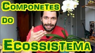 ECOSSISTEMA: Componentes Bióticos/Abióticos e Funcionamento Geral