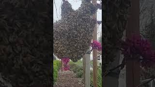 Loitering Honey Bees. See full video at https://youtu.be/DfVAd86z7S8