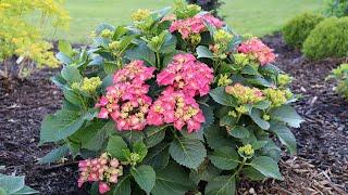 Plant Of The Day: October 7 - October 13 (35% Off)