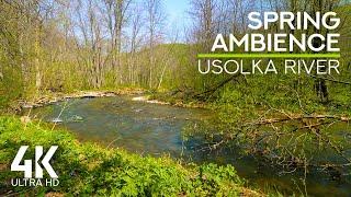 Spring Ambience of a Forest River - Birds Chirping & Flowing Water Soundscape of Usolka River
