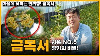 샤넬 넘버 5 향기를 담은 금목서! 잘 키우는 노하우 실내에 향기를 가득하게! /세종식물원