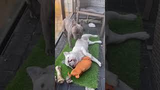 George G The Frenchie And His Baby Brother #georgeg #the #frenchie #dogdad #viral